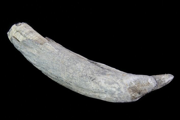 Fossil Pygmy Sperm Whale (Kogiopsis) Tooth #78226